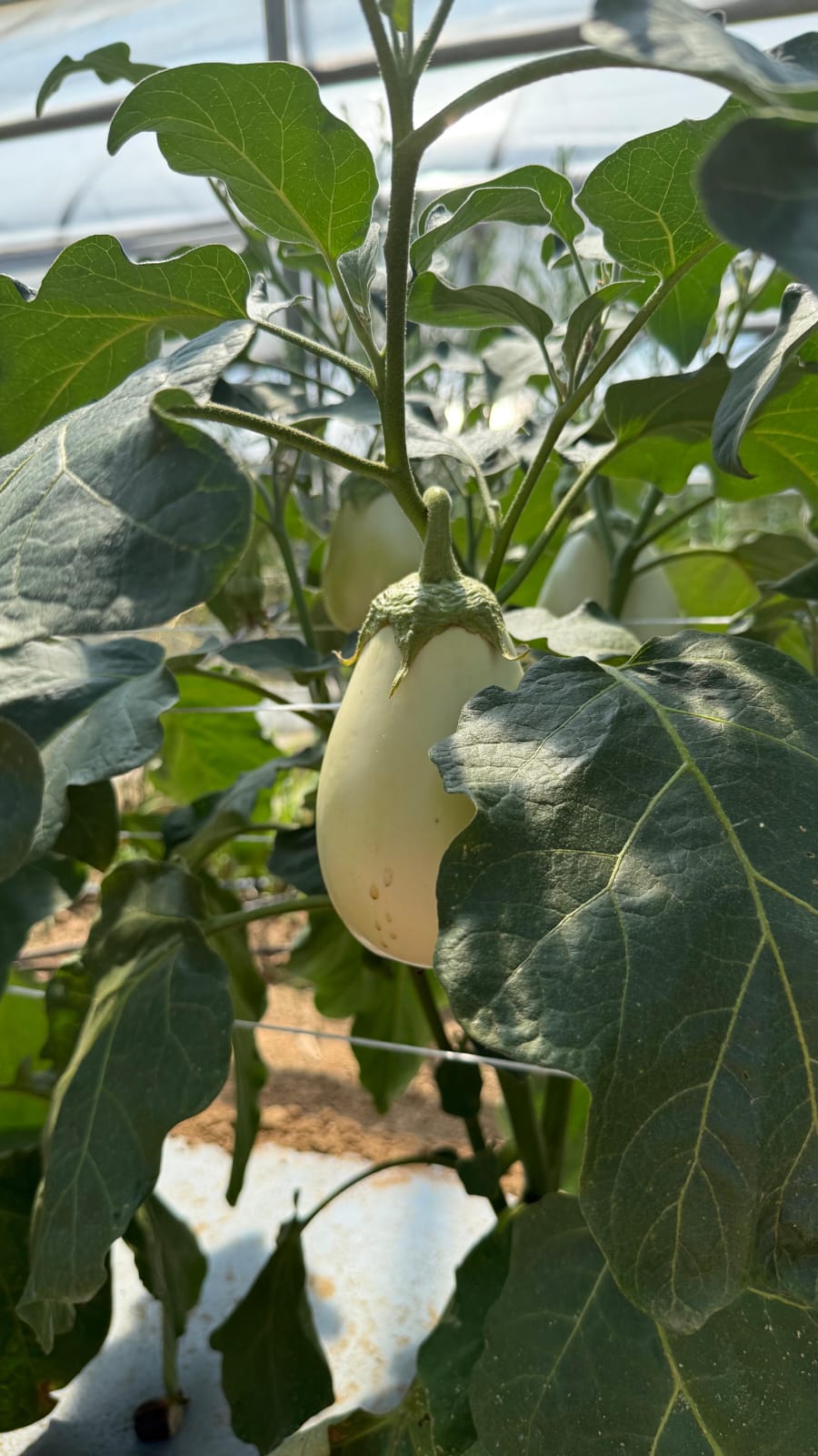 Azienda Agricola Il Pascolo - Cairate - Varese