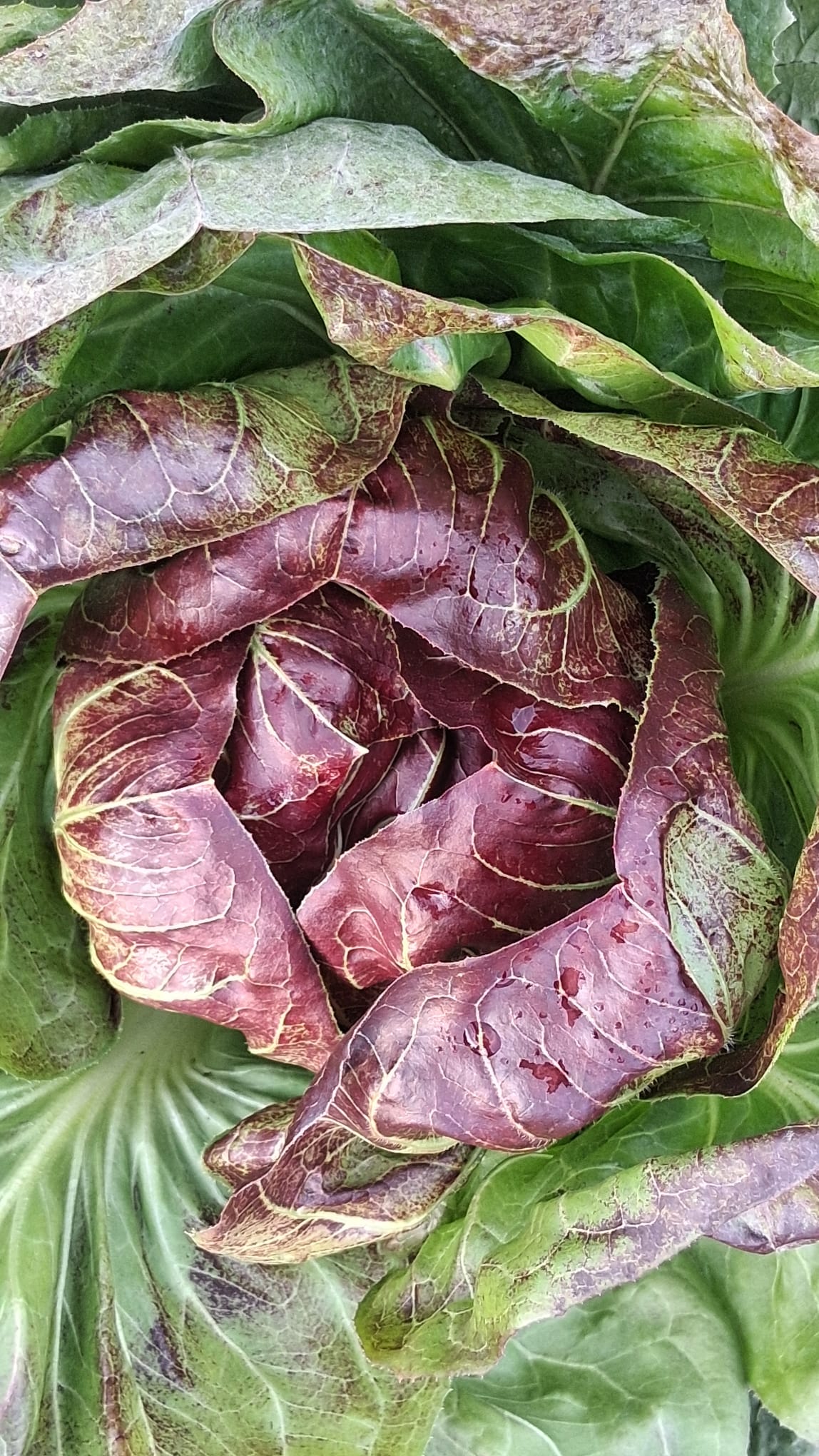 Azienda Agricola Il Pascolo - Cairate - Varese