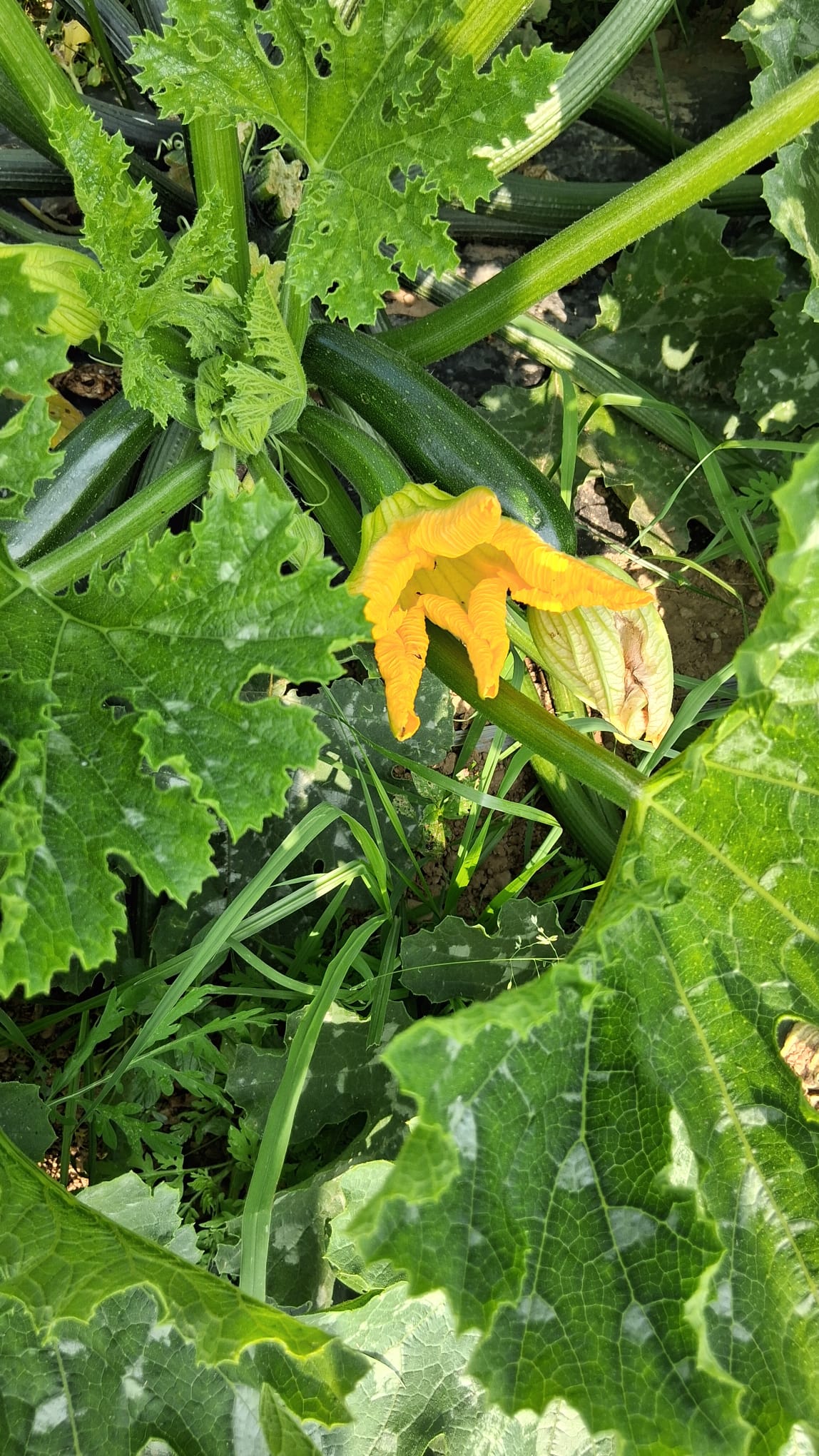 Azienda Agricola Il Pascolo - Cairate - Varese
