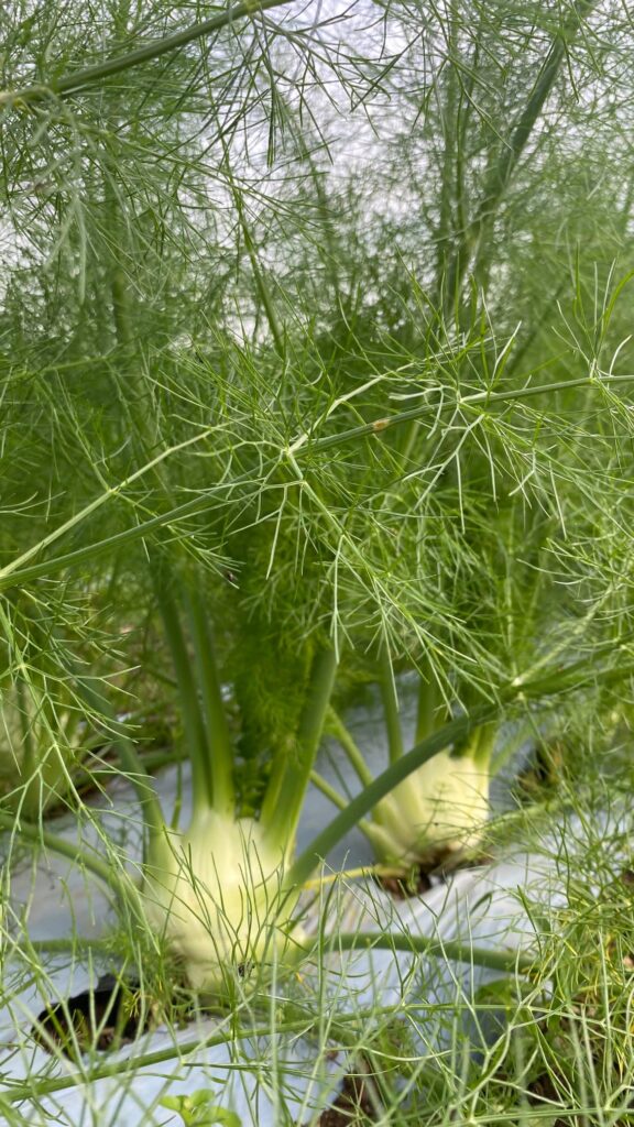 Azienda Agricola Il Pascolo - Cairate - Varese
