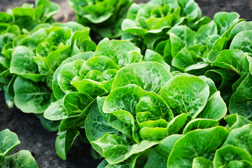 Azienda Agricola Il Pascolo - Cairate - Varese